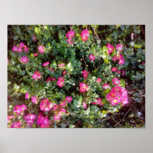 Rose Love Poster