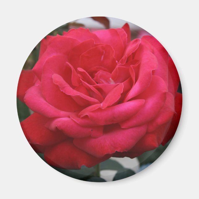 Rose Magnet (Front)