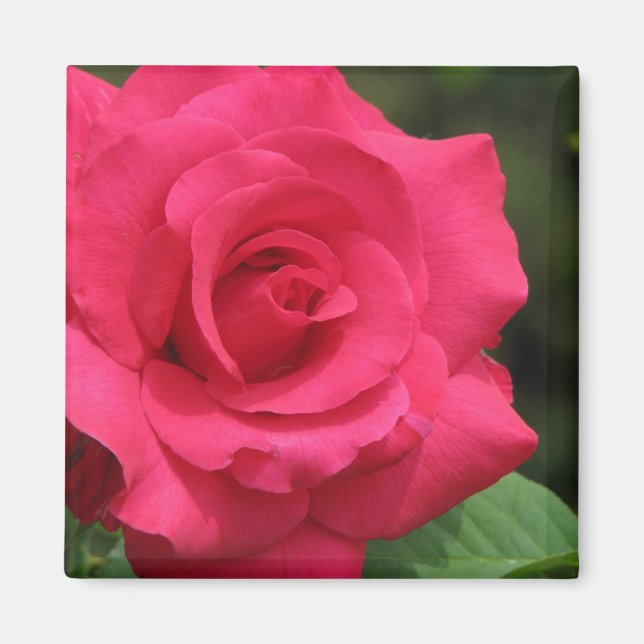 Rose Magnet (Front)