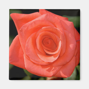 Rose Magnet