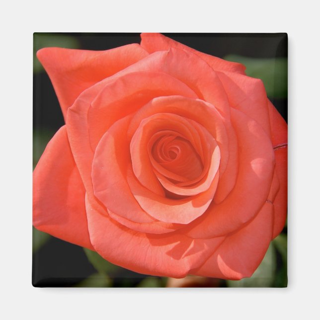 Rose Magnet (Front)