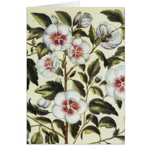 Rose Mallow