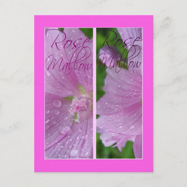 ROSE MALLOW BOOKMARKS POSTCARD (Front)