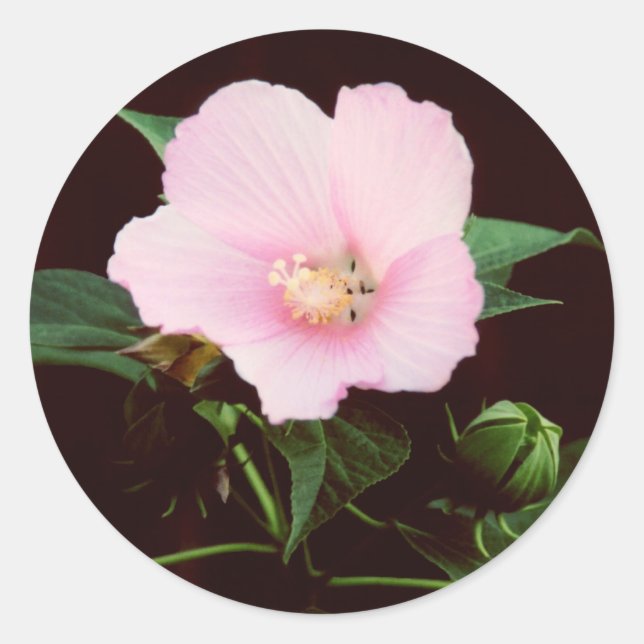 Rose Mallow Stickers (Front)