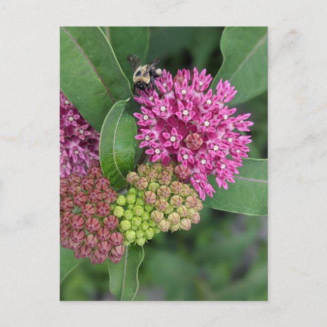 Rose Milkweed Postcard (Front)