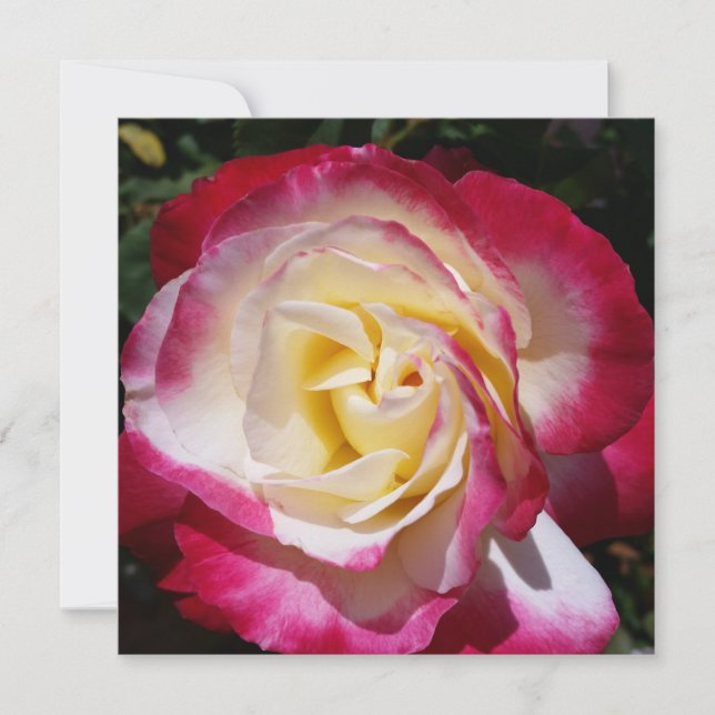 Rose Note Card (Front)