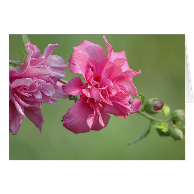 Rose of Sharon (Front Horizontal)