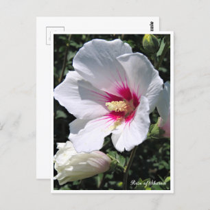 Rose of Sharon ポストカード Postcard