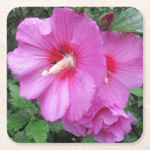 Rose of Sharon Floral Photography Square Paper Coaster