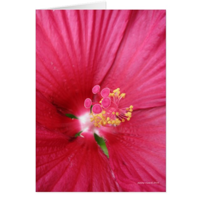 Rose of Sharon Flowering Bush (Front)