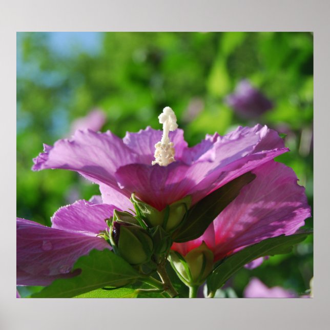 Rose of Sharon flowers Poster (Front)