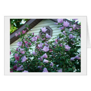 Rose Of Sharon, Happiness & Joy