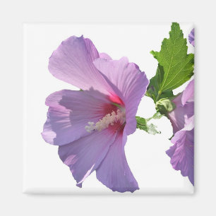 Rose of Sharon Magnet