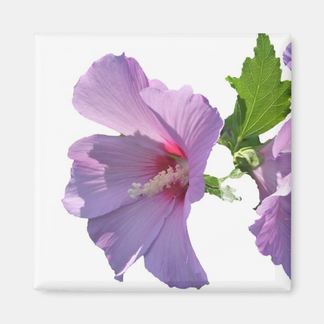 Rose of Sharon Magnet (Front)