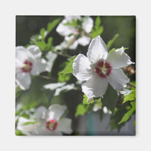 Rose of Sharon Magnet