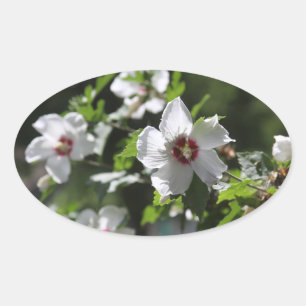 Rose of Sharon Oval Sticker
