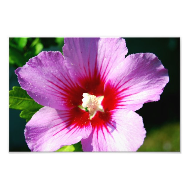 Rose of Sharon photo print (Front)