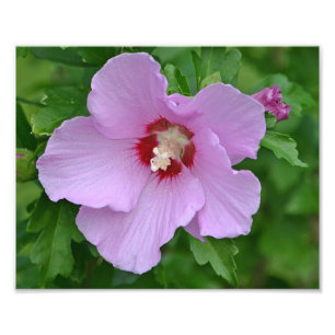 Rose Of Sharon Photo Print