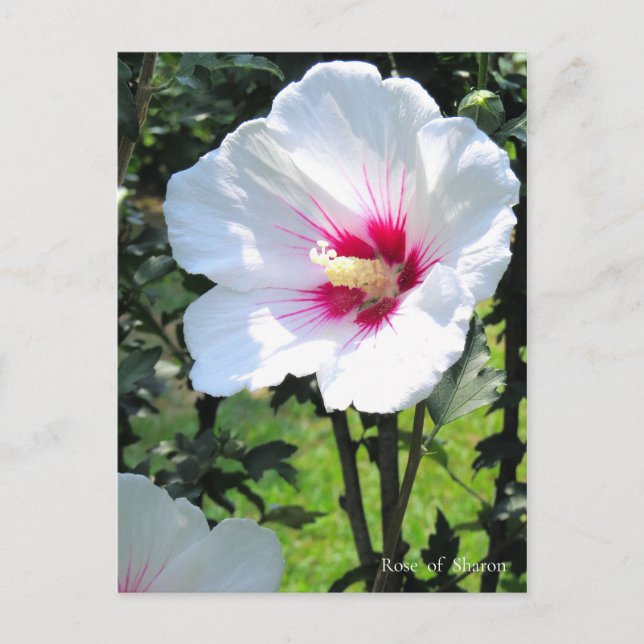 Rose of Sharon Postcard (Front)