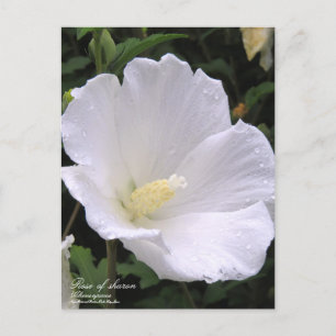 Rose of sharon:Postcard Postcard