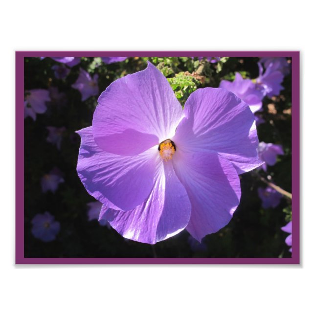 Rose of Sharon Print (Front)