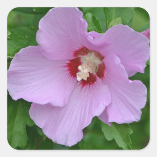 Rose Of Sharon Sticker
