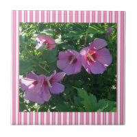 Rose of Sharon Striped