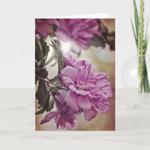 Rose of Sharon Sun Scripture Card Numbers 6:25