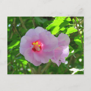 Rose of Sharon, Sunlit Postcard
