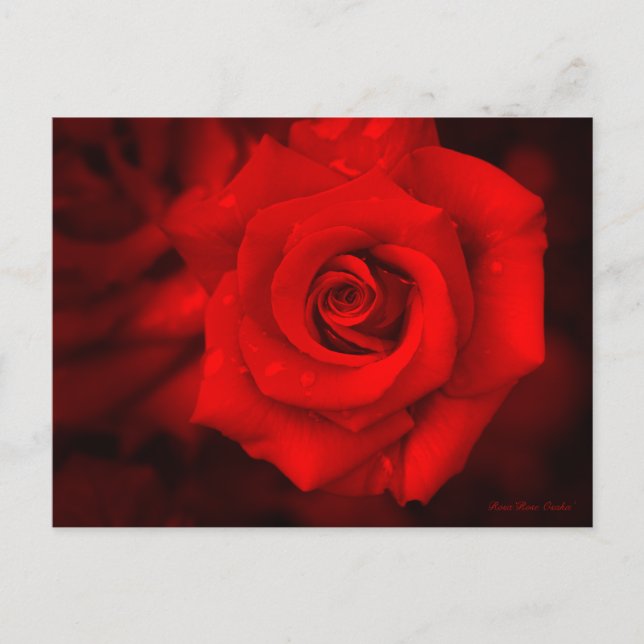 Rose Osaka Postcard (Front)