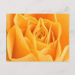 Rose Petal Postcard