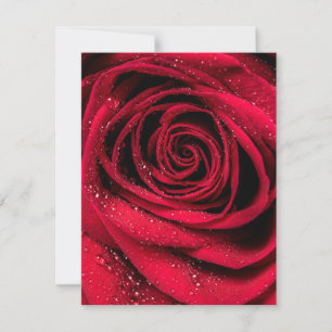 Rose Petals 1 Card