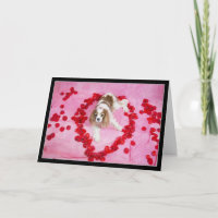 Rose Petals And Cavalier King Charles Spaniel Card