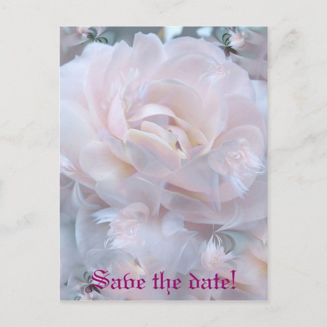 Rose petals announcement postcard (Front)