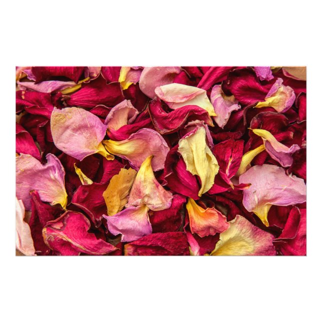 Rose Petals  Photo Print (Front)