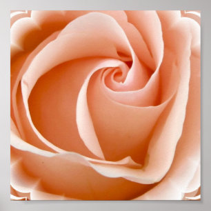 Rose Photo Poster Print