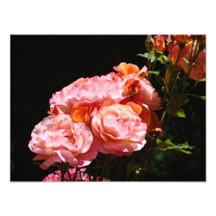 Rose Photography prints Pink Roses Bouquet