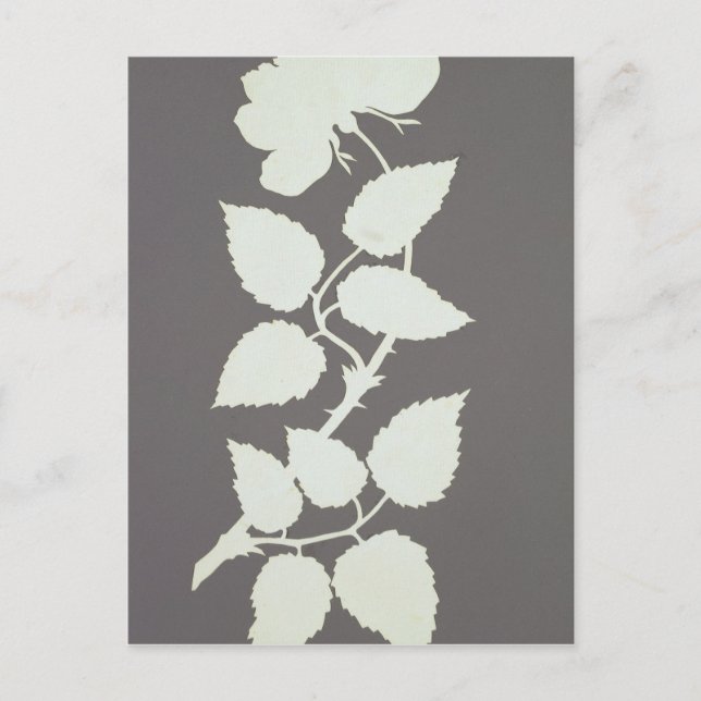 Rose Postcard (Front)