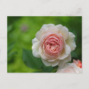 Rose Postcard