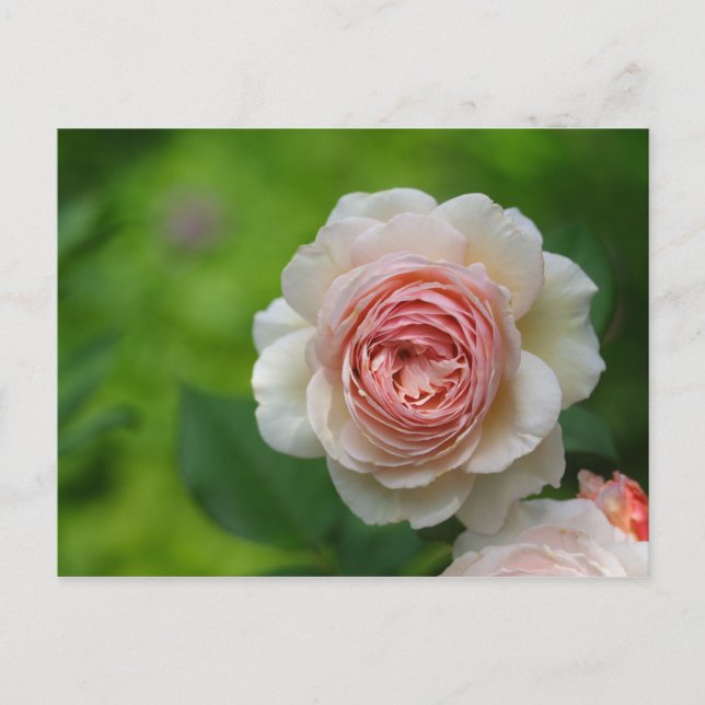 Rose Postcard (Front)