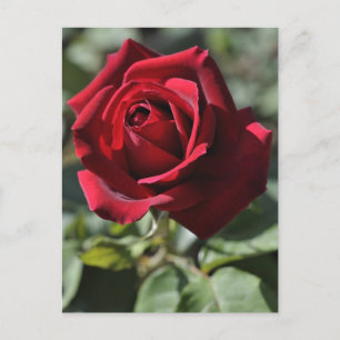 Rose postcard