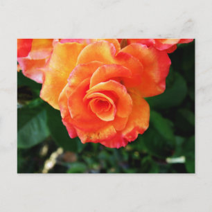Rose Postcard