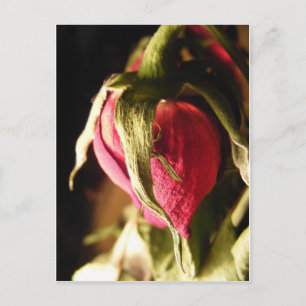 rose postcard
