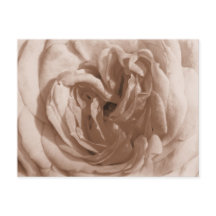 Rose Postcard