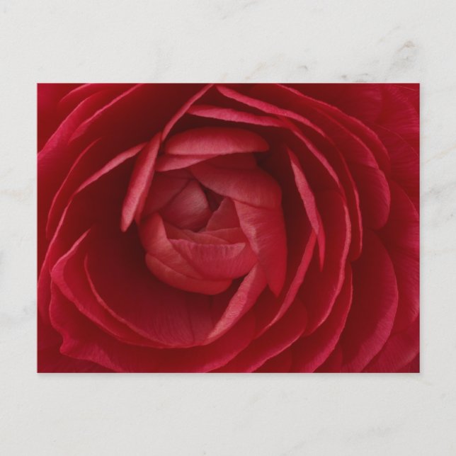 Rose Postcard (Front)