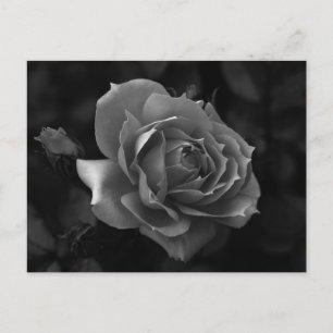Rose Postcard