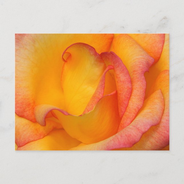 Rose Postcard (Front)