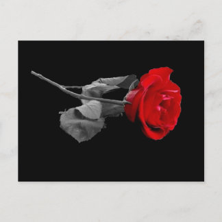Rose Postcard