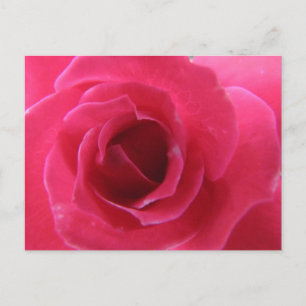 rose postcard
