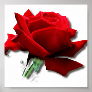 Rose Poster